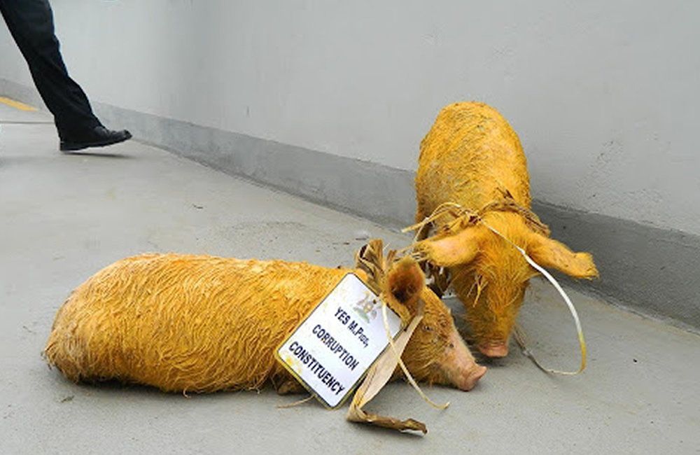 Yellow Pigs at Uganda Parliament