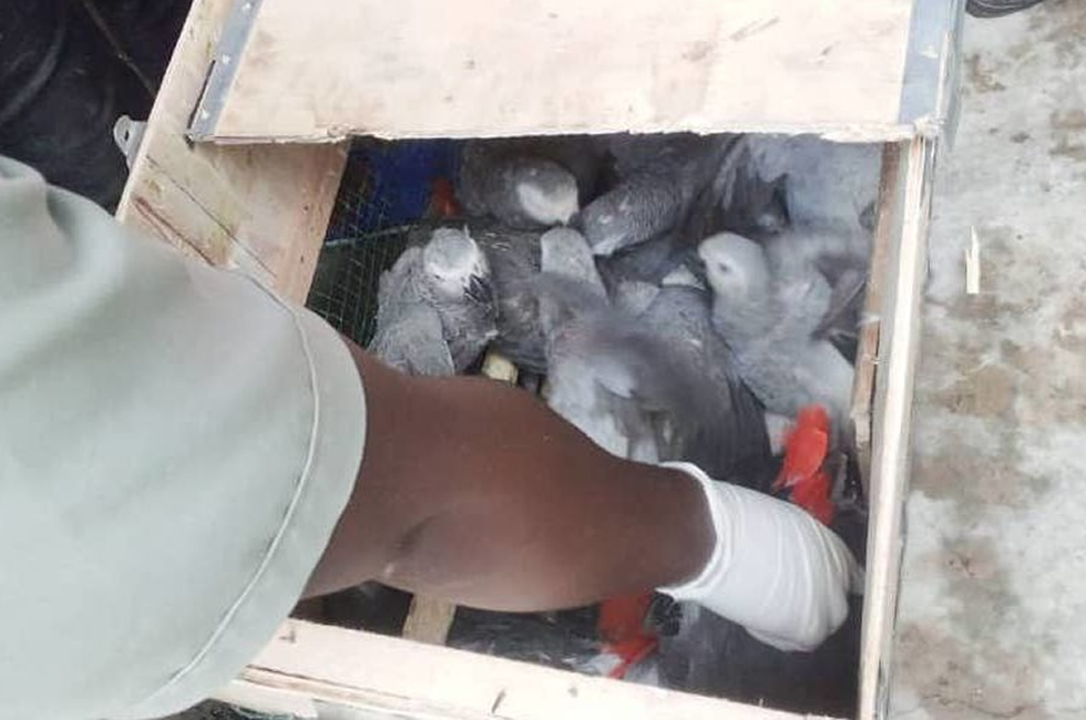 Parrots Poached by Congolese